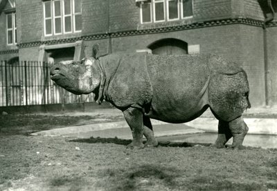 Ein indisches Nashorn im Londoner Zoo, Oktober 1922 von Frederick William Bond